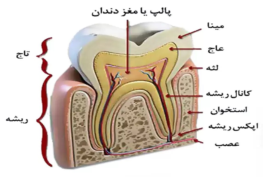 آناتومی دندان و ساختار دندان