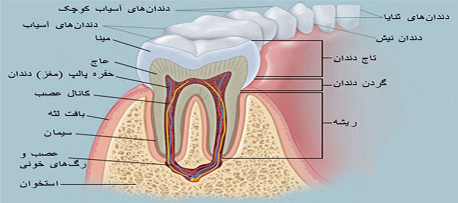 آناتومی و سطوح مختلف دندان